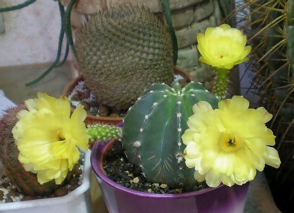 Echinocereus subinermis Arsen