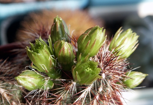 Echinocereus viridiflorus v davisii (1463 відвідувань) Echinocereus viridiflorus v davisii