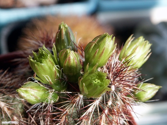 Echinocereus viridiflorus v  davisii