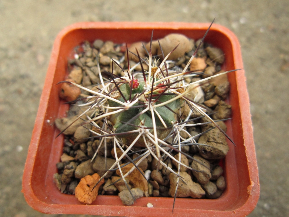 Echinocereus viridiflorus v  davisii 001