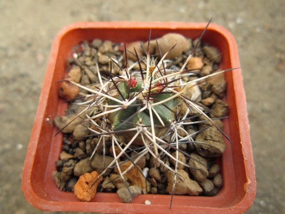 Echinocereus viridiflorus v  davisii 001