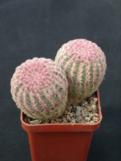 Echinocerius rigidissimus v rubrispinus