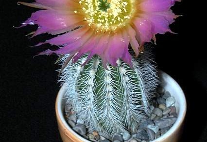 Ph Echinocereus reichenbachii v niveum VitNat (1499 відвідувань) Ph Echinocereus reichenbachii v niveum VitNat