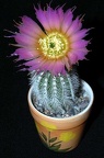 Ph Echinocereus reichenbachii v niveum VitNat