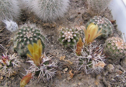 Echinocereus viridiflorus v. davisii (3310 відвідувань) Фото и растение Владимира Фоменко (Запорожье) Echinocereus viridiflorus v. davisii