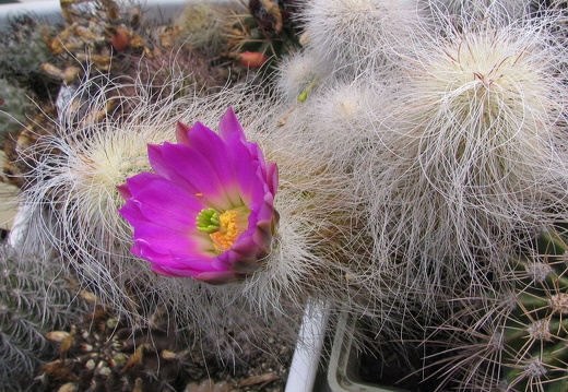 Echinocereus delaetii (3344 відвідувань) Фото и растение Владимира Фоменко (Запорожье) Echinocereus delaetii