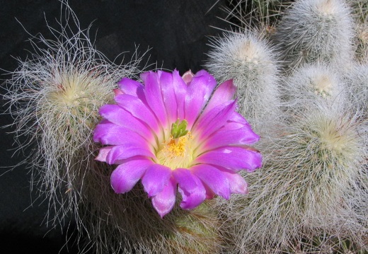 Echinocereus delaetii (3240 відвідувань) Фото и растение Владимира Фоменко (Запорожье) Echinocereus delaetii