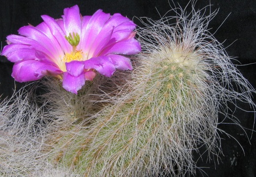Echinocereus delaetii (3200 відвідувань) Фото и растение Владимира Фоменко (Запорожье) Echinocereus delaetii