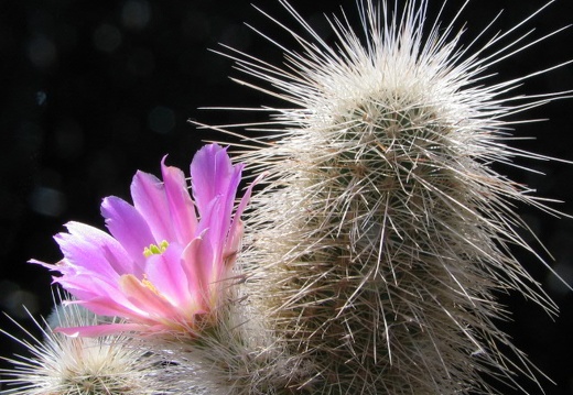 Echinocereus freudenbergeri (3037 відвідувань) Фото и растение Владимира Фоменко (Запорожье) Echinocereus freudenbergeri