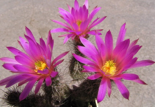 Echinocereus palmeri (3122 відвідувань) Фото и растение Владимира Фоменко (Запорожье) Echinocereus palmeri