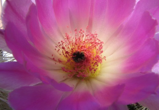 Echinocereus rigidissimus v. rubrispinus (2921 відвідувань) Фото и растение Владимира Фоменко (Запорожье) Echinocereus rigidissimus v. rubrispinus