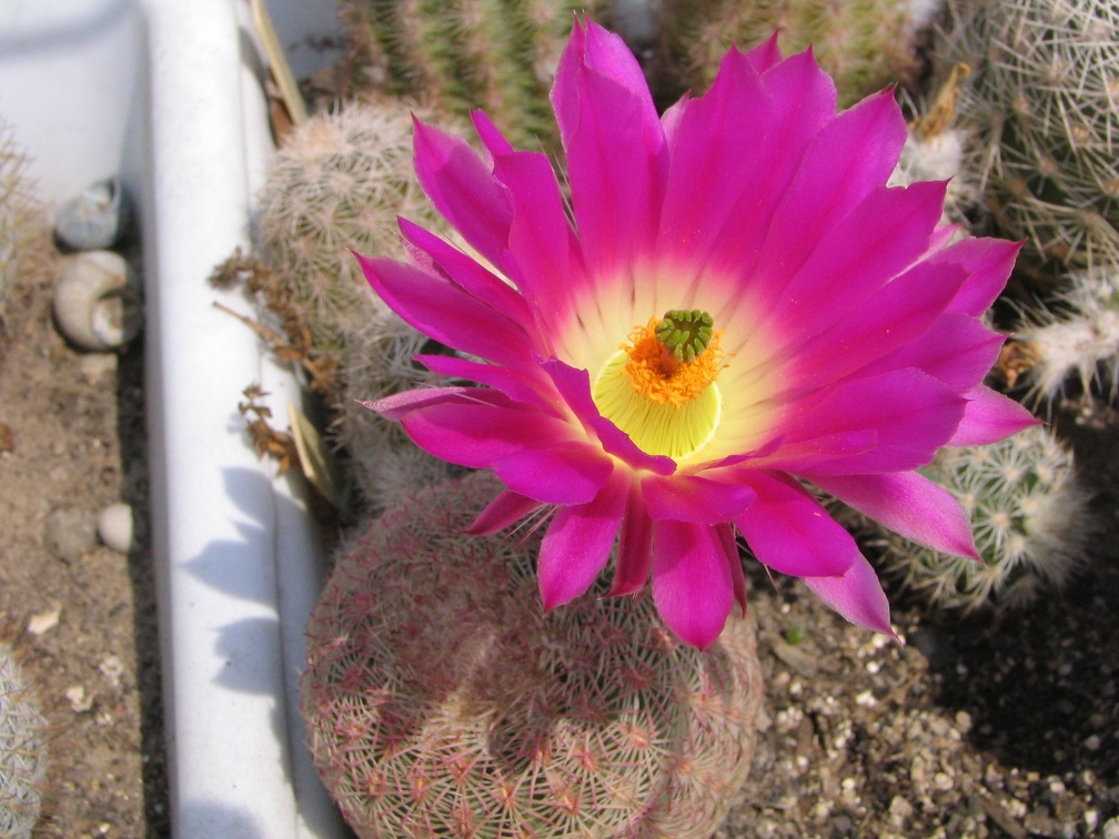 Echinocereus rigidissimus