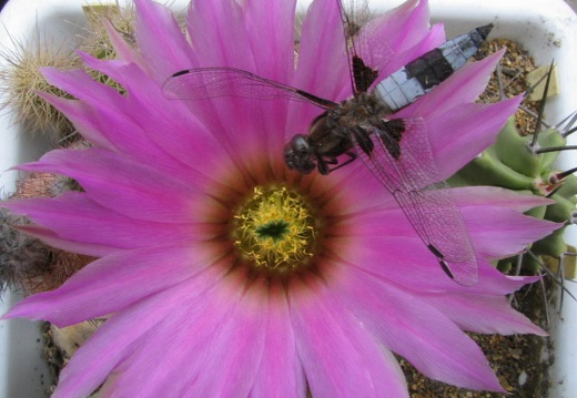 Echinocereus sp. (2809 відвідувань) Фото и растение Владимира Фоменко (Запорожье) Echinocereus sp.