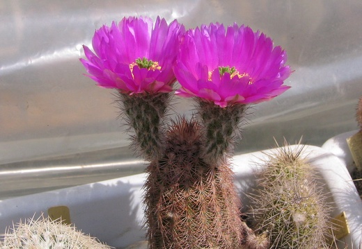 Echinocereus sp. (2850 відвідувань) Фото и растение Владимира Фоменко (Запорожье) Echinocereus sp.