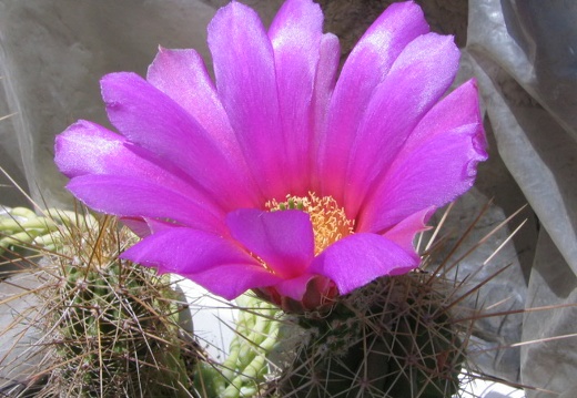 Echinocereus stramineus (2552 відвідувань) Фото и растение Владимира Фоменко (Запорожье) Echinocereus stramineus