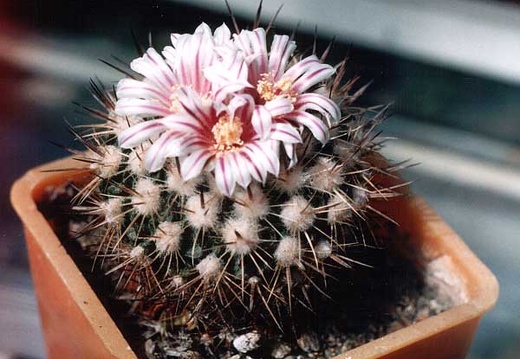 Echinofossulocactus (Stenocactus) sp. (3003 відвідувань) Фото и растение Александра и Сергея Червинко (Винница) Echinofossulocactus (Stenocactus) sp.