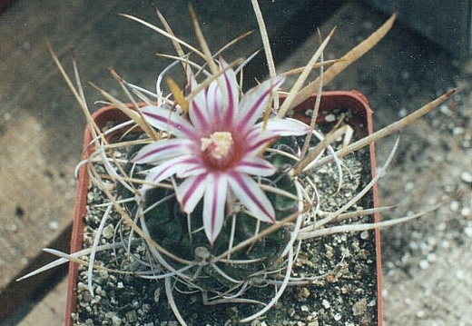 Echinofossulocactus (Stenocactus) gladiatus (3184 відвідувань) Фото Ивановой Елены. Растение Татьяны Кецко (Киев) Echinofossulocactus (Stenocactus) gladiatus