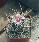Echinofossulocactus (Stenocactus) gladiatus