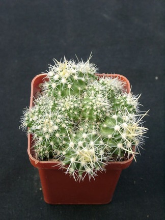 Echinofossulocactus longispinus f monstroza