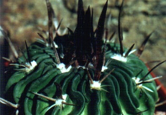 Echinofossulocactus (Stenocactus) grandicornis (3379 відвідувань) Фото и растение Арлена Александровича Буренкова (Киев) Echinofossulocactus (Stenocactus) grandicornis
