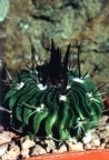 Echinofossulocactus (Stenocactus) grandicornis