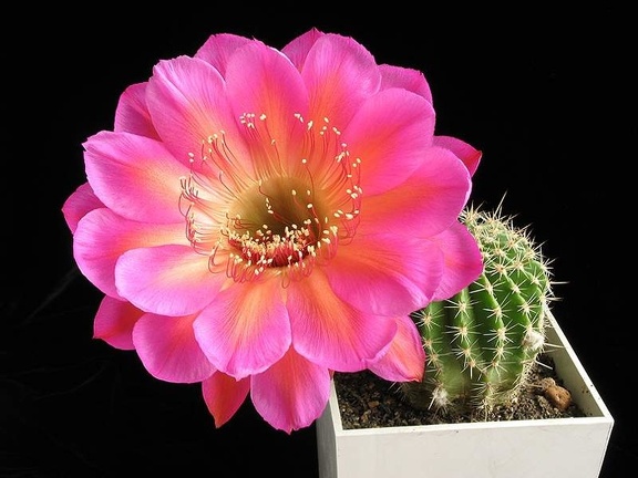 Echinopsis cv Icon