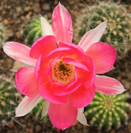 Echinopsis hybr