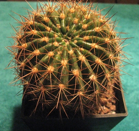 Echinopsis mamillosa v  kermesina