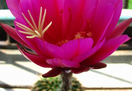 Echinopsis mamillosa var kermesina (1939 відвідувань) Echinopsis mamillosa var kermesina
