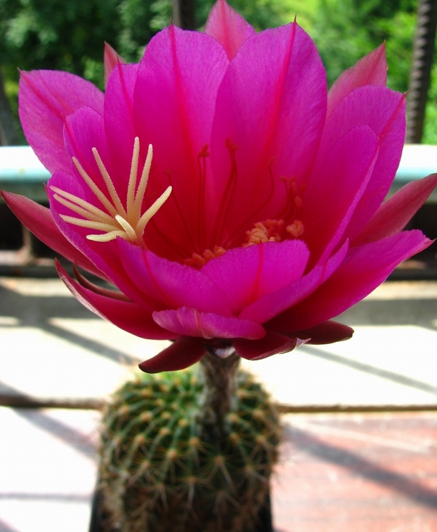 Echinopsis mamillosa var  kermesina