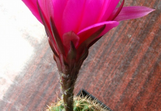Echinopsis mamillosa var kermesina1 (1868 відвідувань) Echinopsis mamillosa var kermesina1