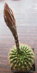Echinopsis mamillosa var kermesina2