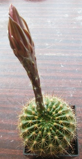 Echinopsis mamillosa var kermesina2