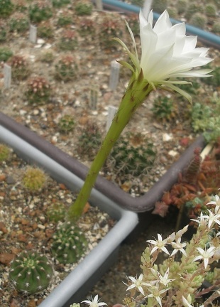 Echinopsis subdenudata0