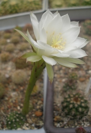 Echinopsis subdenudata1