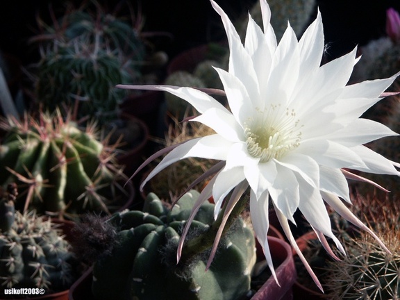 Echinopsis subdenudata 1