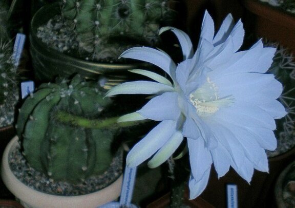 Echinopsis subdenudata Arsen