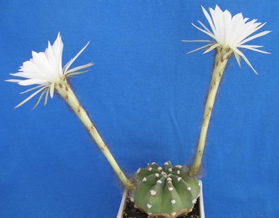 Echinopsis subdenudata Lira