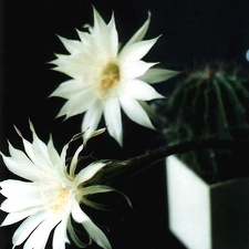 Echinopsis hybr. (763 відвідувань) Фото и растение Ивановой Елены (Киев) Echinopsis hybr.