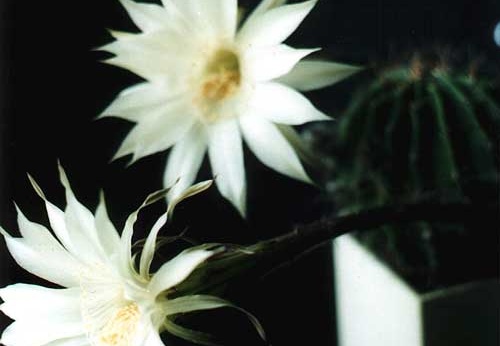 Echinopsis hybr. (763 відвідувань) Фото и растение Ивановой Елены (Киев) Echinopsis hybr.