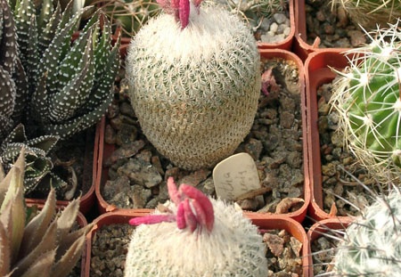 Epithelantha micromeris (1810 відвідувань) Epithelantha micromeris
