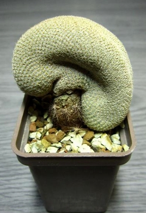 Epithelantha micromeris fa cristata