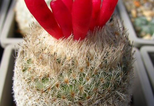 Epithelantha micromeris v rufispina (1873 відвідувань) Epithelantha micromeris v rufispina