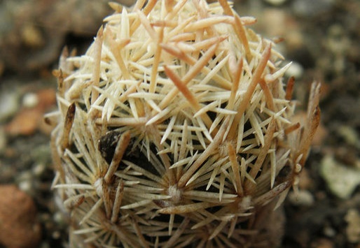 Escobaria minima (2194 відвідувань) Escobaria minima