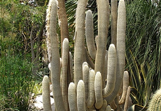 Espostoa lanata (191 відвідувань) Espostoa lanata