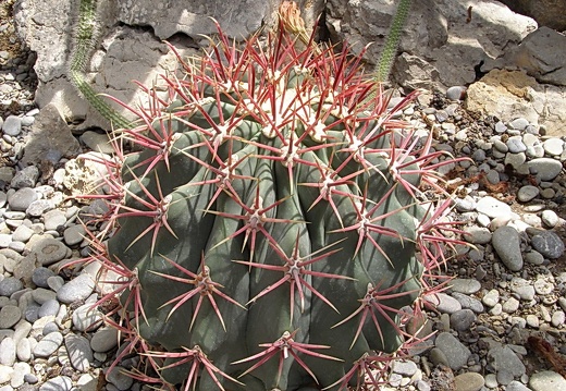Ferocactus sp. (2937 відвідувань) Фото Дениса Кибенко (Запорожье). Растение из Никитског... Ferocactus sp.