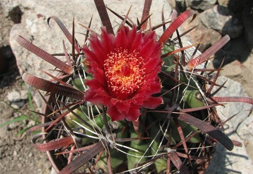 Ferocactus recurvus 001 (1650 відвідувань) Ferocactus recurvus 001