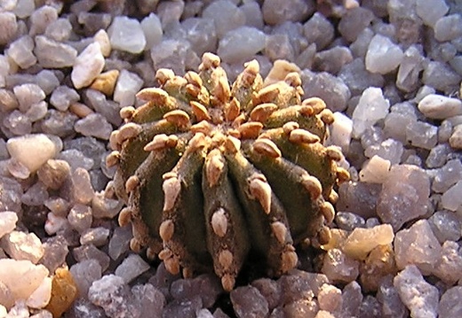 Geochintonia mexicana (1736 відвідувань) Geochintonia mexicana