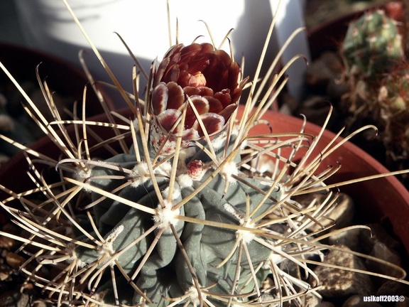Glandulicactus uncinatus v  wrightii 1