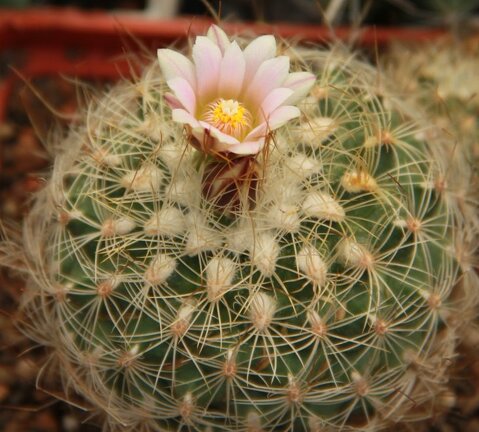Gymnocactus knuthianus
